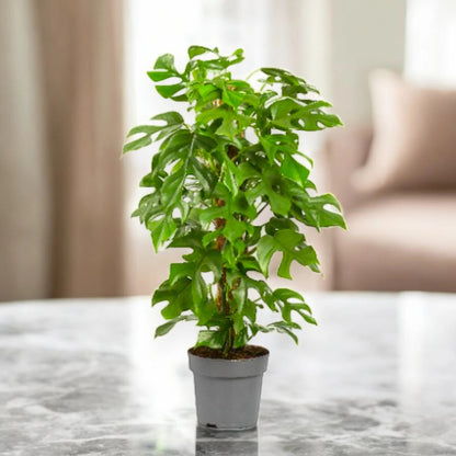 Philodendron 'Minima'