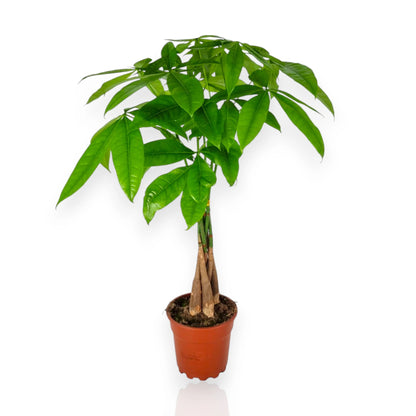 Pachira aquatica