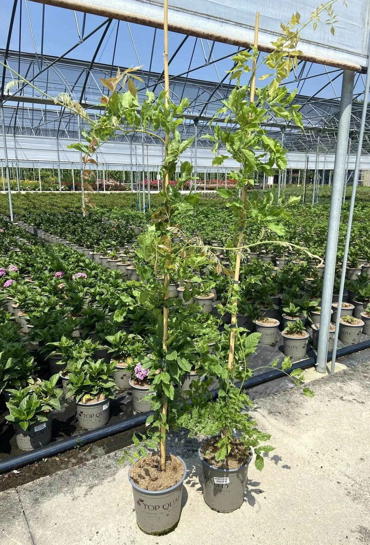 Glicine - Wisteria sinensis 'Prolific'