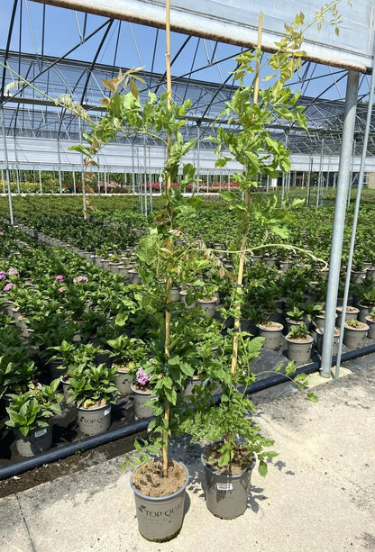 Glicine - Wisteria sinensis 'Prolific'