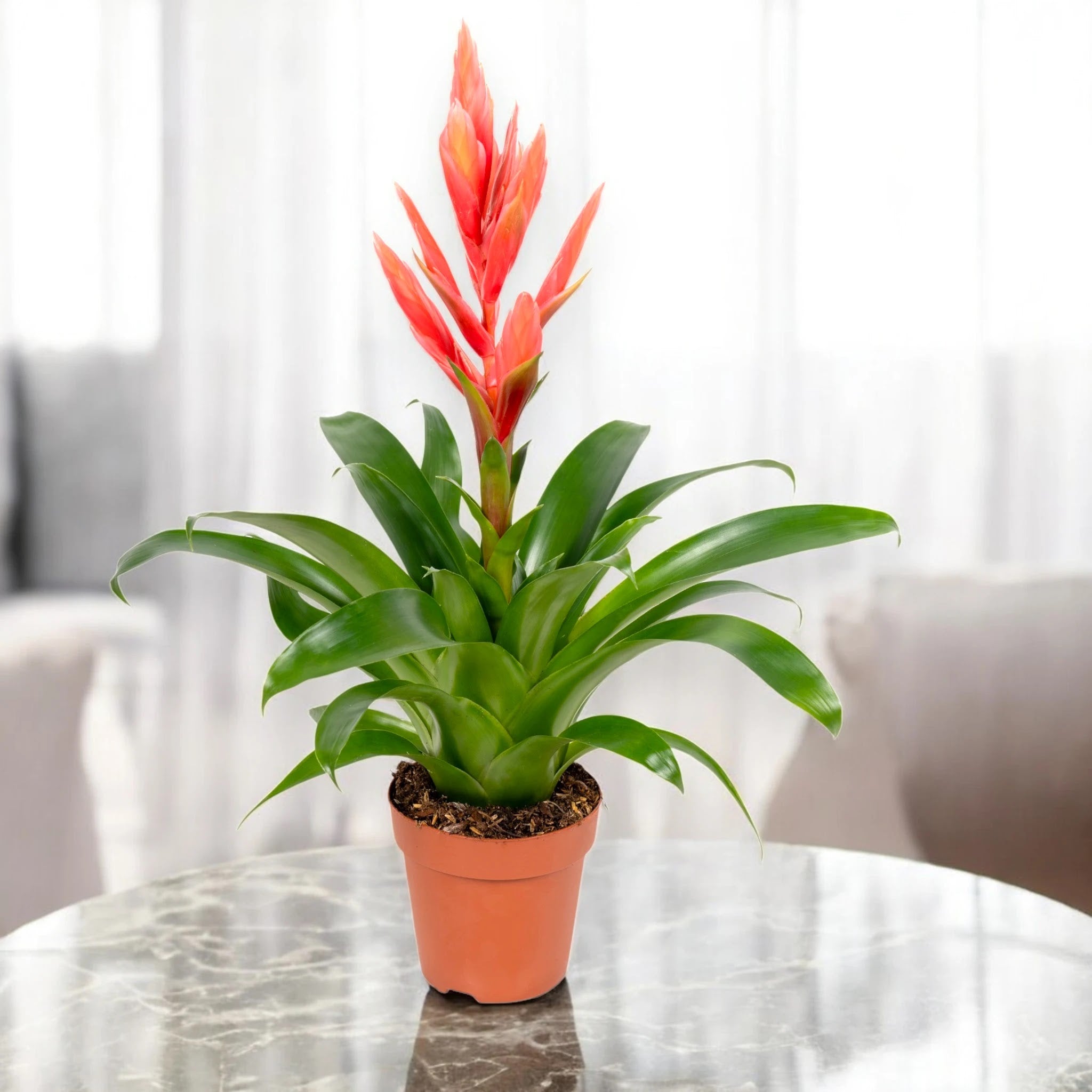 Dettaglio foglie argentee Tillandsia Ziva con tricomi che catturano umidità dall'aria