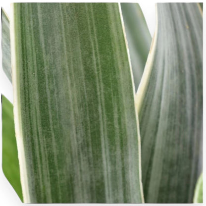 Dettaglio foglie Sansevieria Metallica con caratteristici riflessi argentati sulla superficie