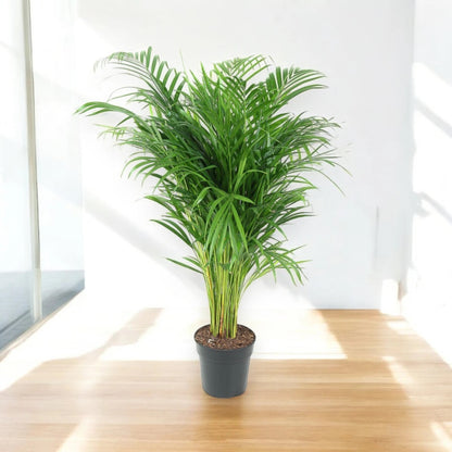 Areca - Dypsis lutescens