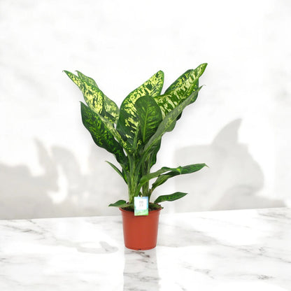 Dieffenbachia seguine 'Crown'