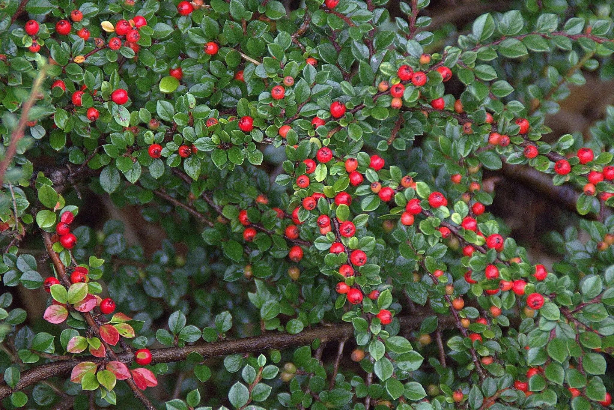 Cotoneaster salicifolius Repens arbusto sempreverde con bacche rosse ornamentali in giardino naturale