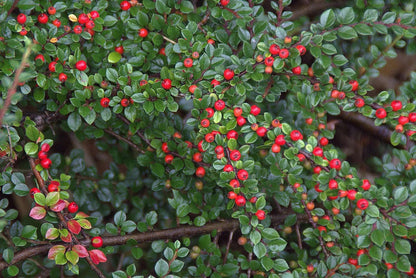 Cotoneaster salicifolius Repens arbusto sempreverde con bacche rosse ornamentali in giardino naturale