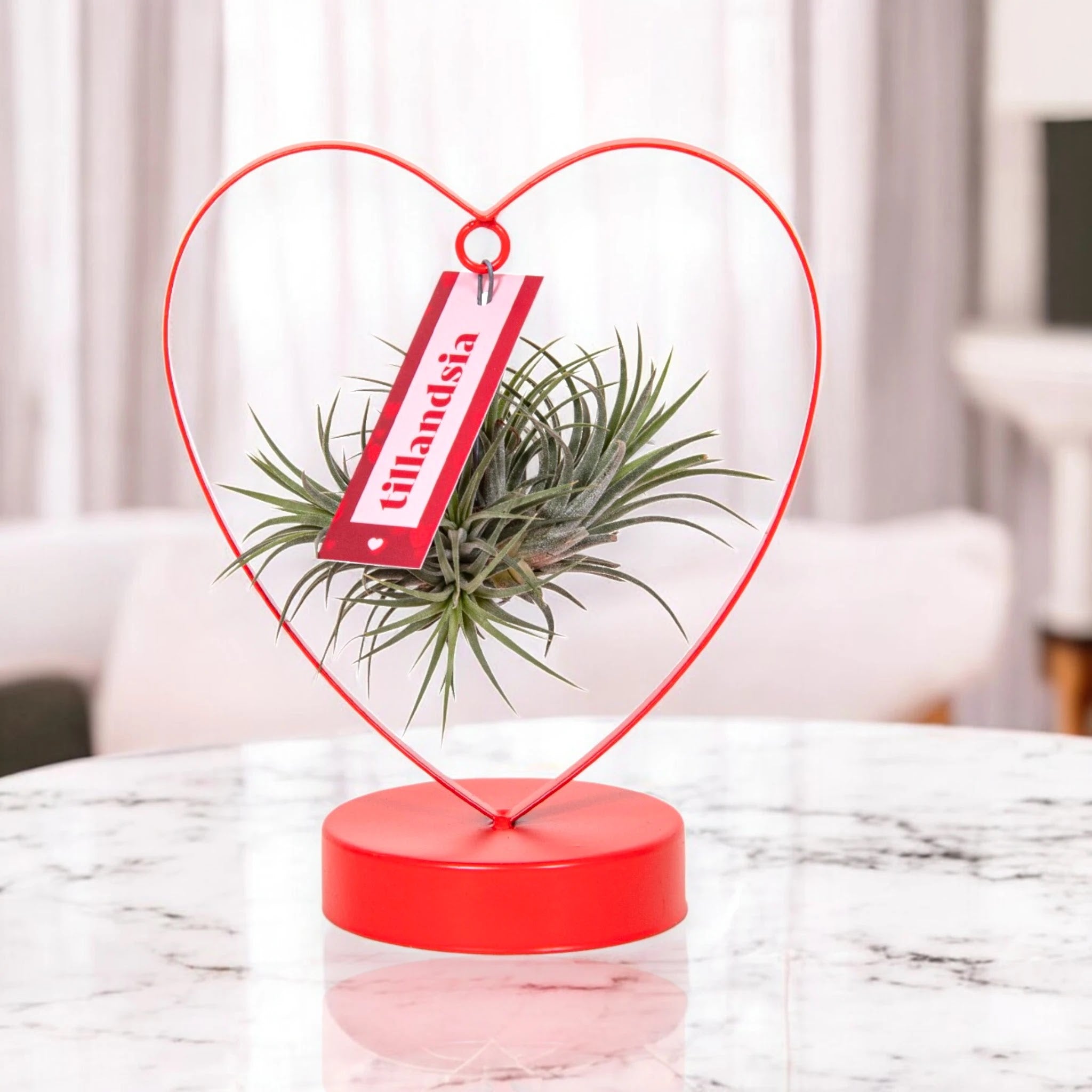 Dettaglio foglie carnose argentate di Tillandsia Heart con tricomi visibili
