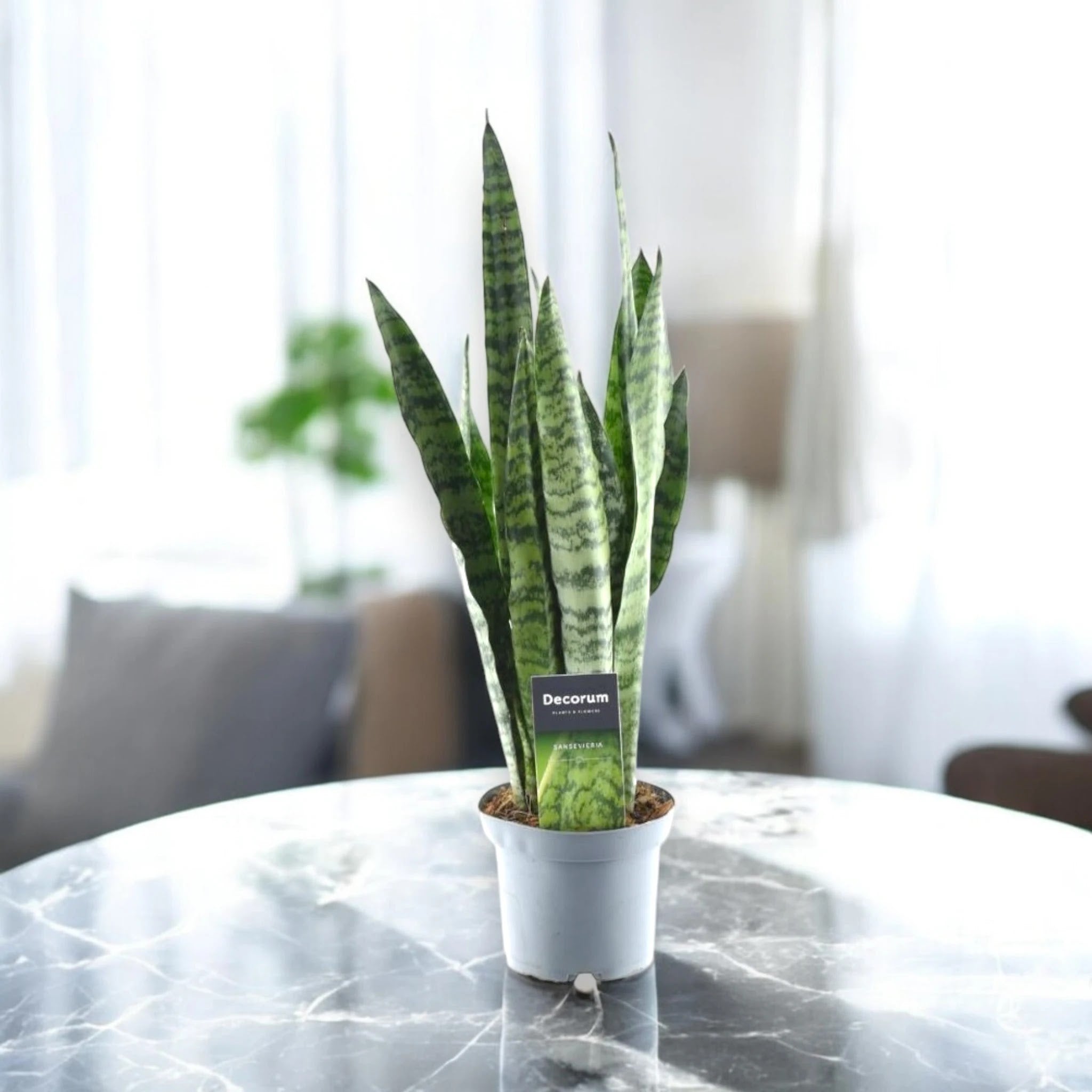 Dettaglio foglie Sansevieria zeylanica con caratteristiche venature verdi marmorizzate