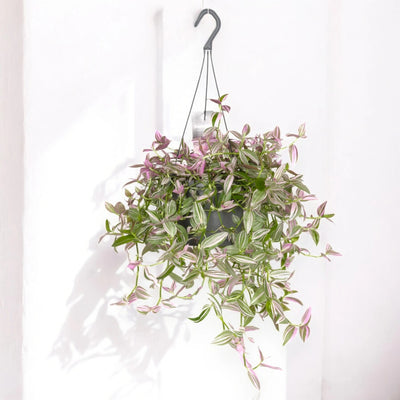 Dettaglio foglie variegata Tradescantia Pink Hill con striature crema e sfumature rosate