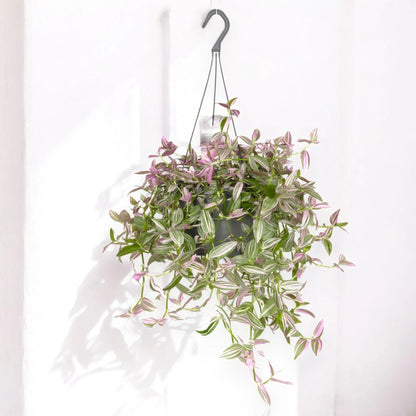 Dettaglio foglie variegata Tradescantia Pink Hill con striature crema e sfumature rosate
