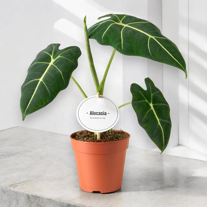 Alocasia 'Frydek'