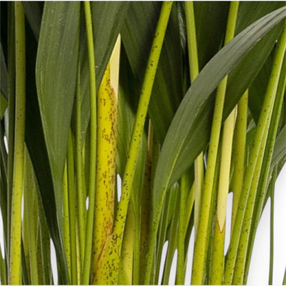 Areca - Dypsis lutescens