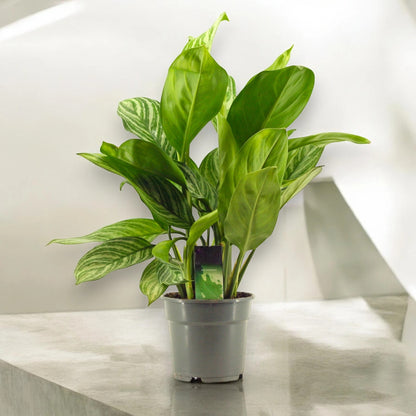Aglaonema 'Stripes'