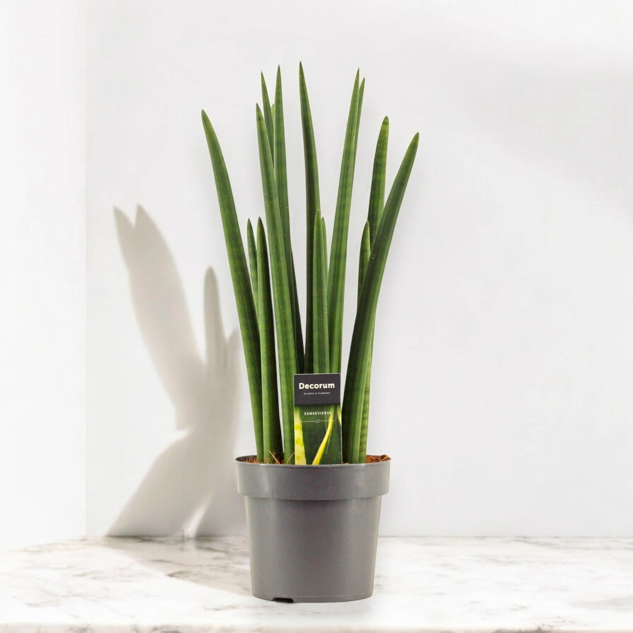 Sansevieria cylindrica 'Rocket'