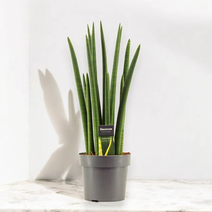 Sansevieria cylindrica 'Rocket'