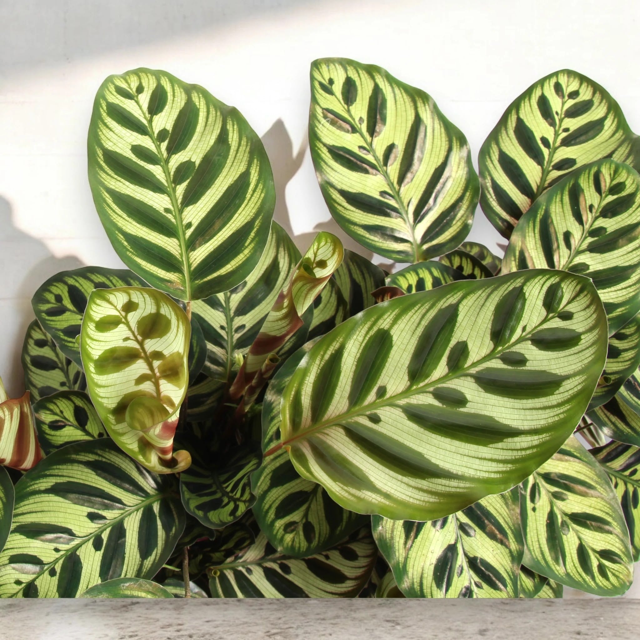 Calathea makoyana