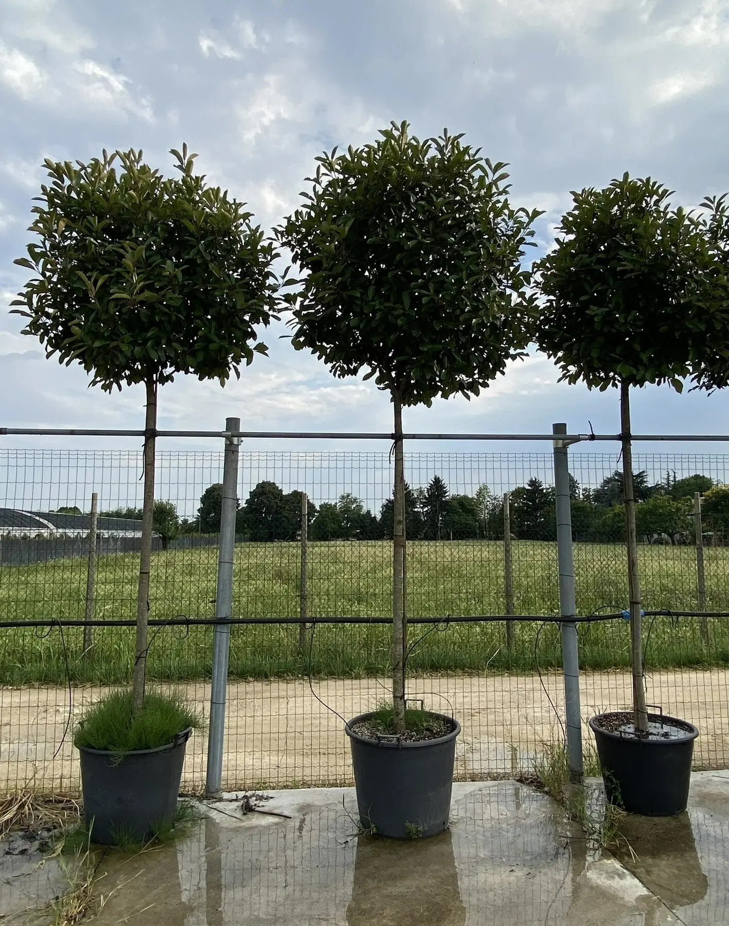 Photinia fraseri 'Red Robin'