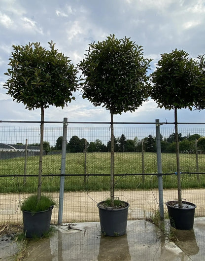 Photinia fraseri 'Red Robin'