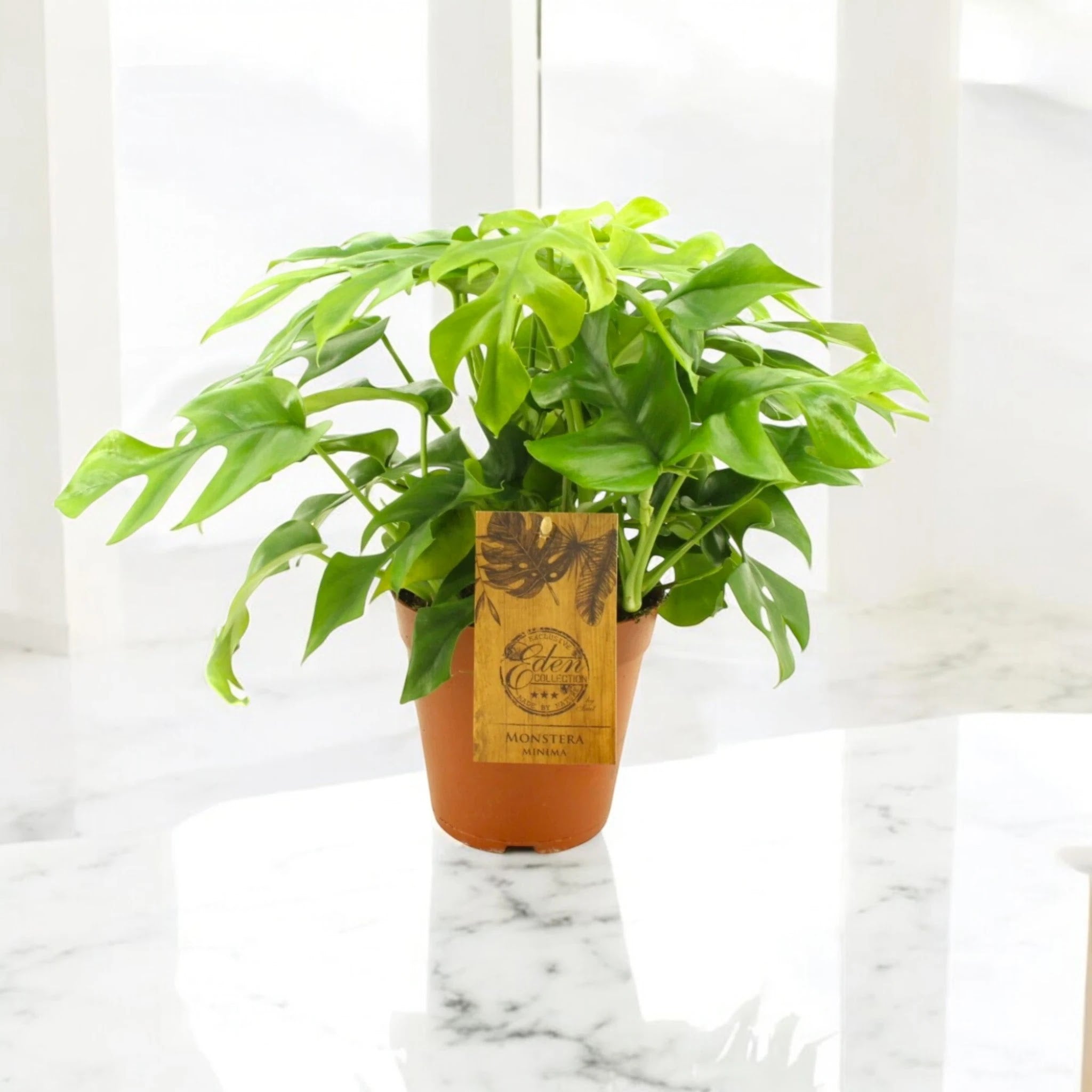 Monstera Minima - Rhaphidophora tetrasperma