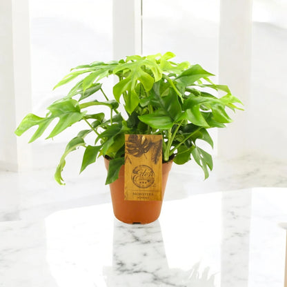 Monstera Minima - Rhaphidophora tetrasperma