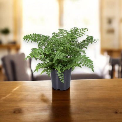 Asplenium parvati