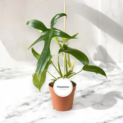 Dettaglio foglia Philodendron Gladhands con lobi profondi che ricordano dita di una mano