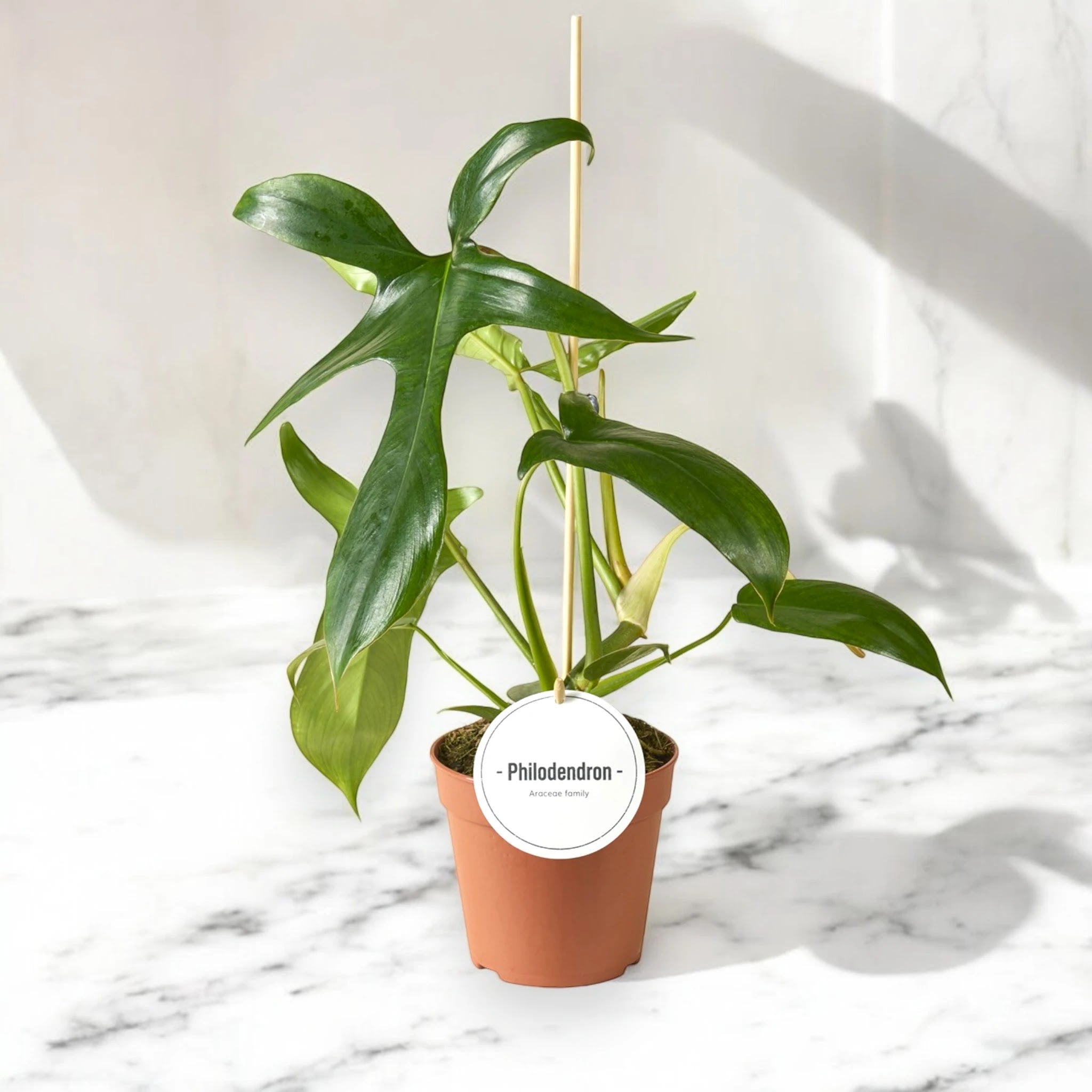 Dettaglio foglia Philodendron Gladhands con lobi profondi che ricordano dita di una mano