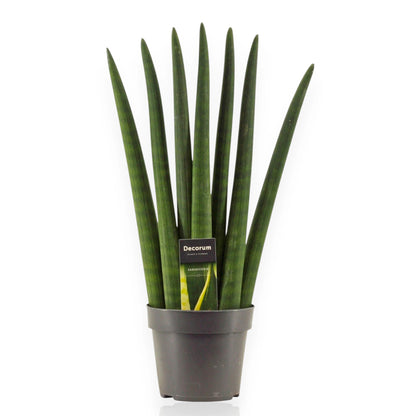 Sansevieria cylindrica Fan con foglie cilindriche disposte a ventaglio in vaso moderno da interno