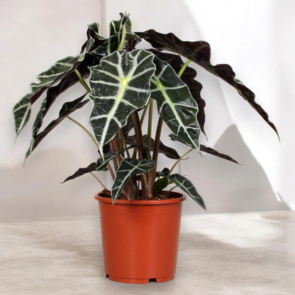 Alocasia 'Polly'