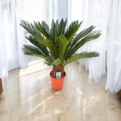 Cycas revoluta
