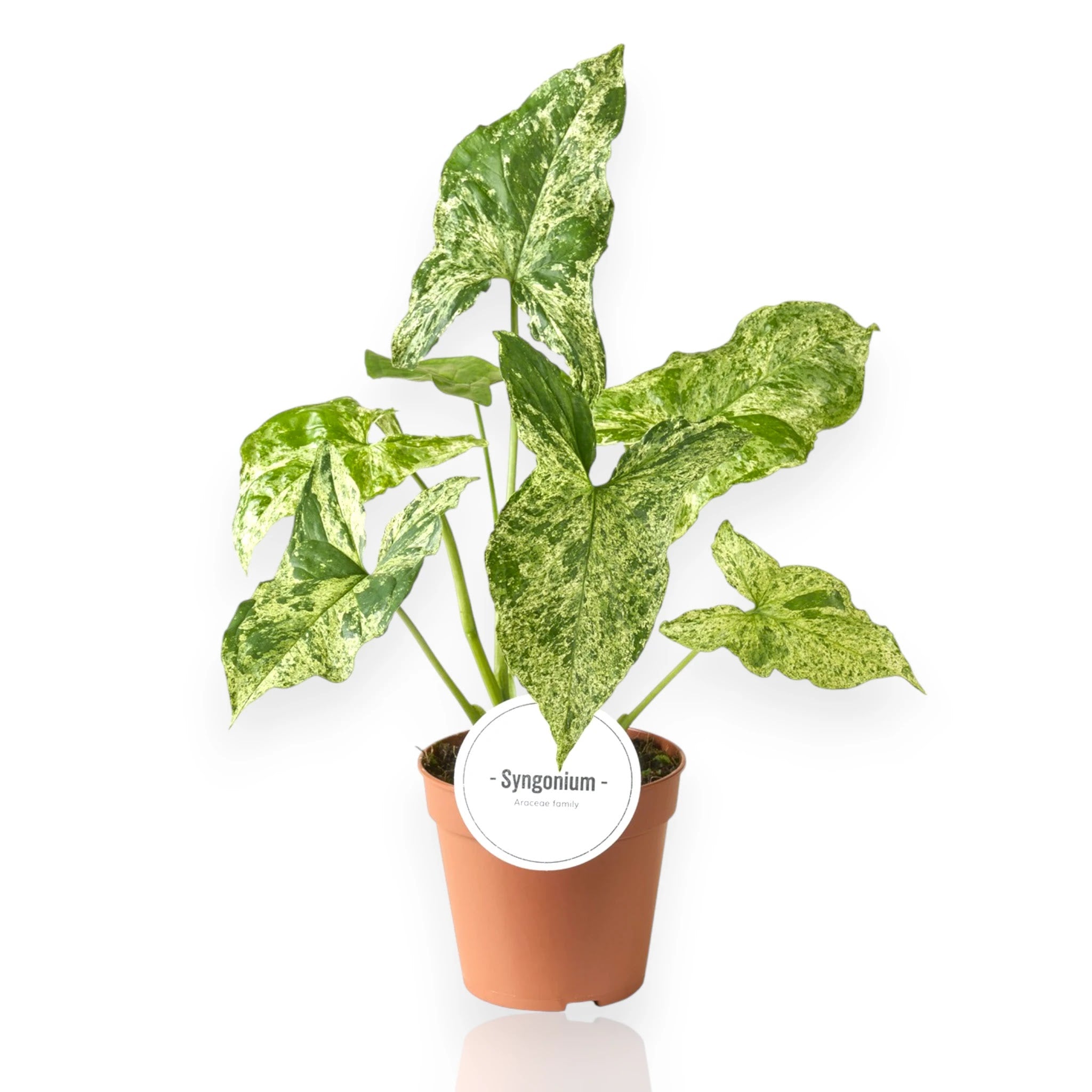 Syngonium Mottled in vaso con foglie marmorizzate verde e crema in ambiente moderno