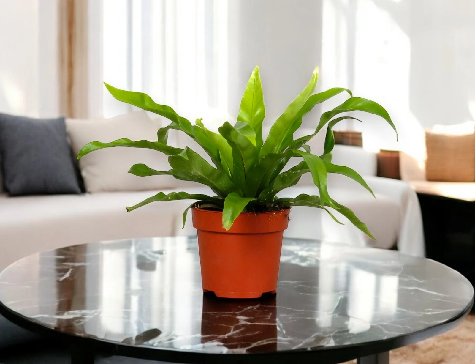 Asplenium antiquum