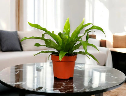Asplenium antiquum