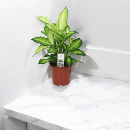 Dieffenbachia 'Summer style'