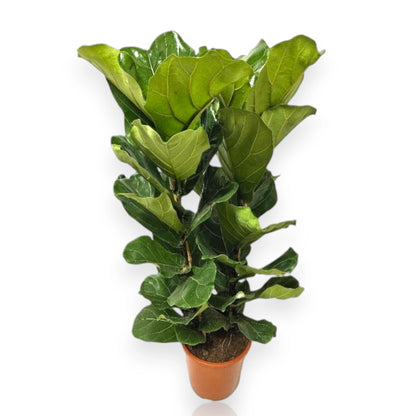 Ficus lyrata pianta da interno con grandi foglie a forma di violino in vaso decorativo
