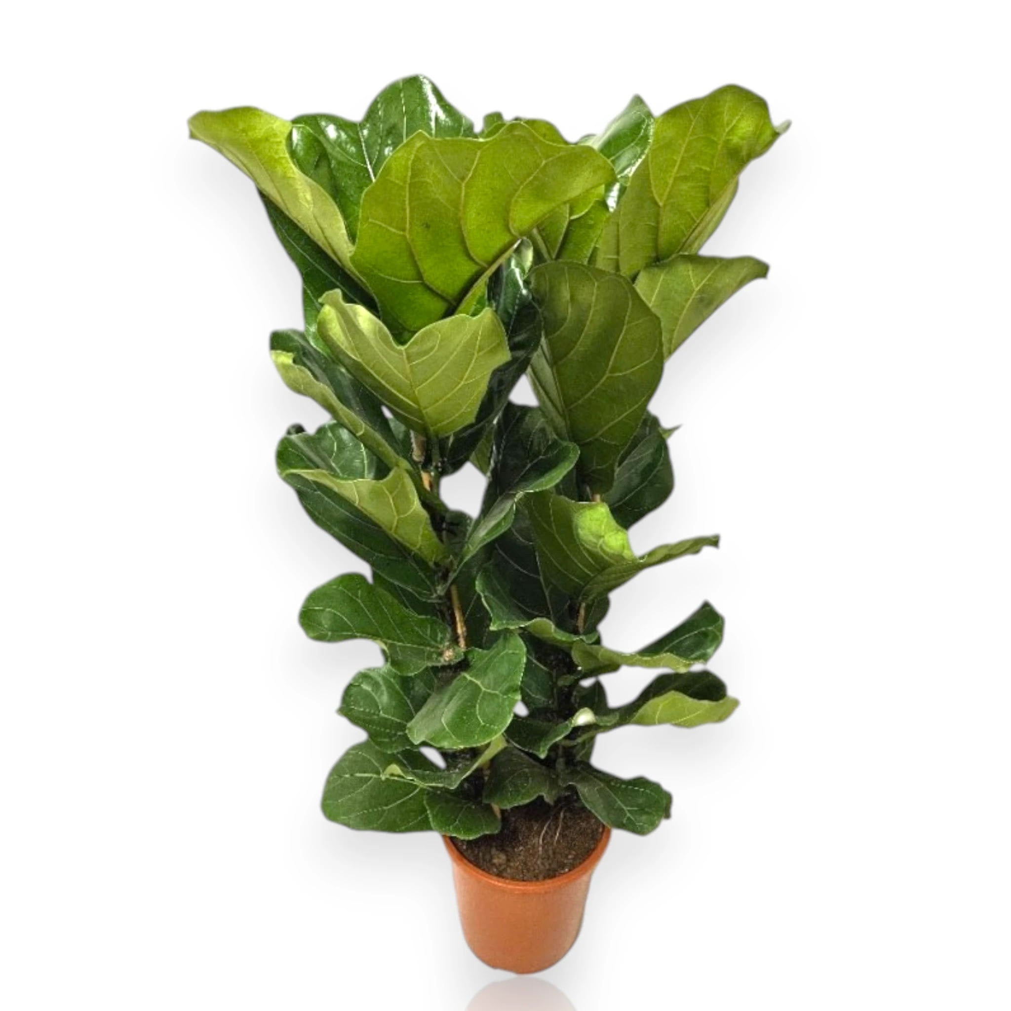 Ficus lyrata pianta da interno con grandi foglie a forma di violino in vaso decorativo