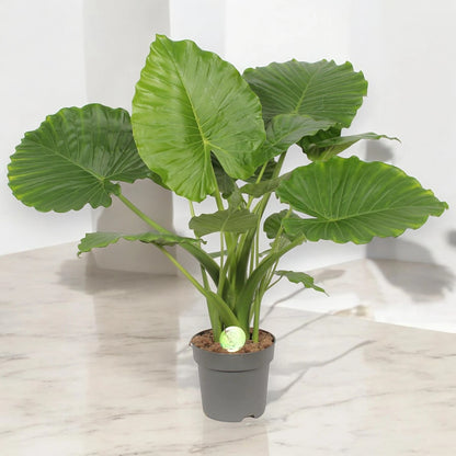 Alocasia gageana in vaso con enormi foglie verde scuro e nervature marcate in ambiente moderno