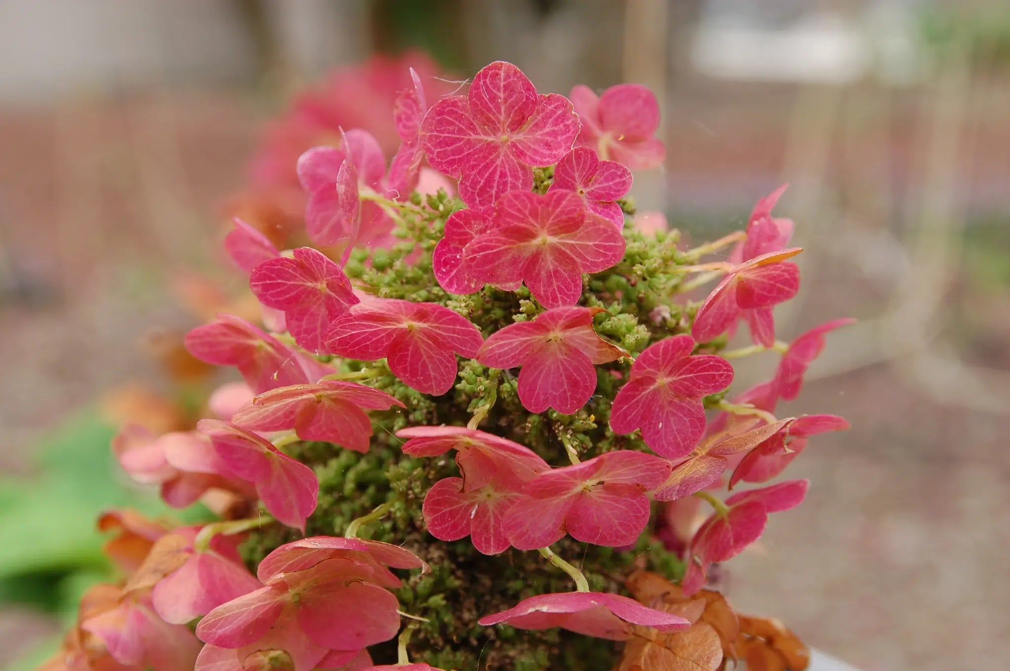 Hydrangea quercifolia Ruby Slippers con infiorescenze bianco-rosate e foglie lobate verdi