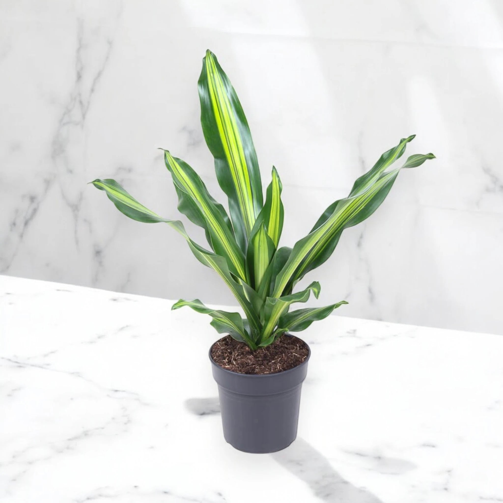 Dracaena fragrans 'Burley'