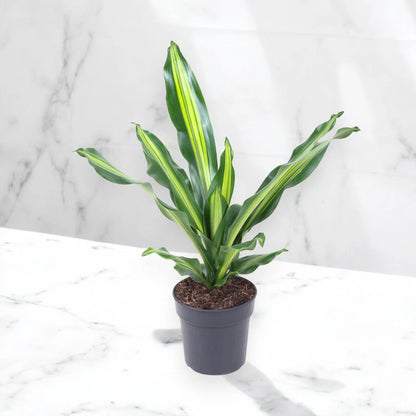 Dracaena fragrans 'Burley'