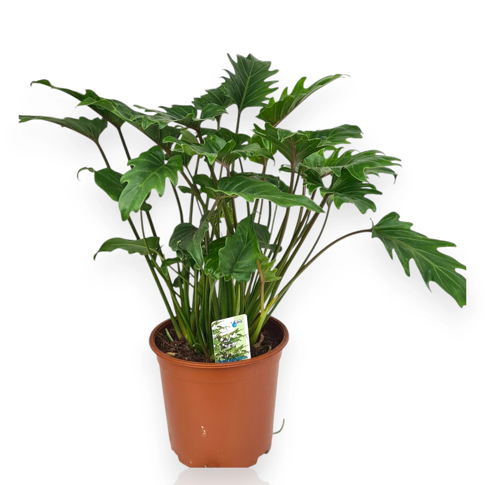 Philodendron 'Xanadu'