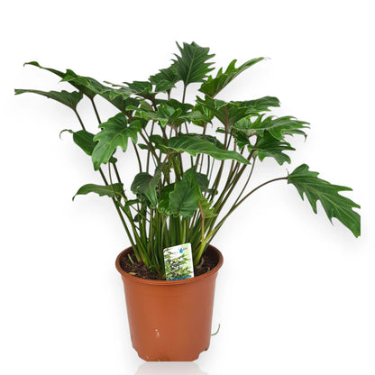 Philodendron 'Xanadu'