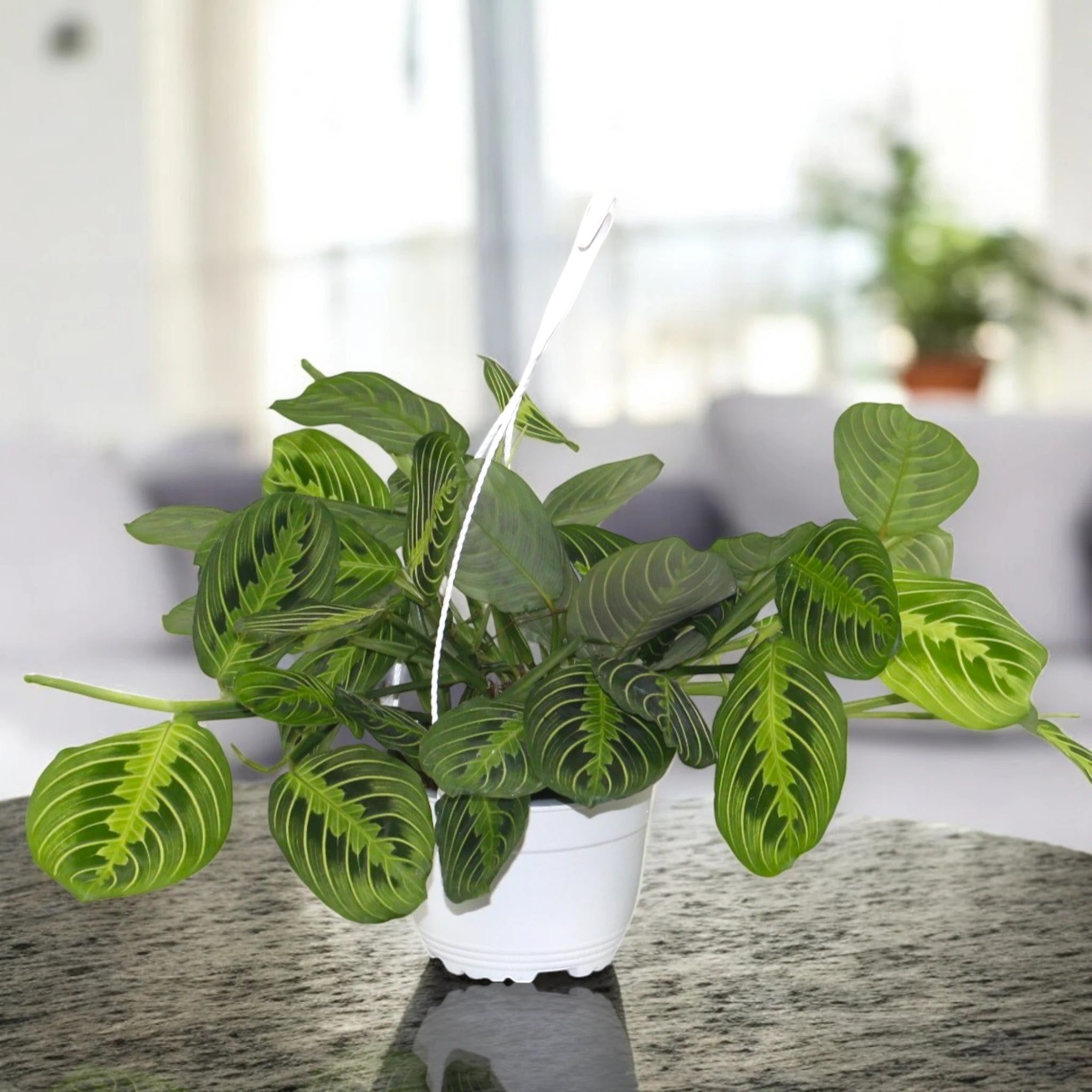 Maranta leuconeura 'Lemon Lime'