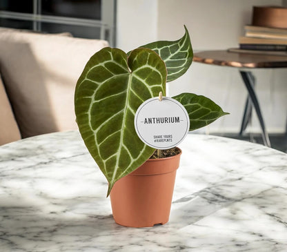 Anthurium 'Crystallinum'