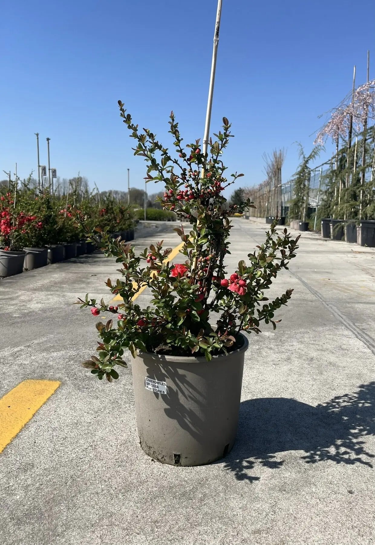 Dettaglio fiori doppi rosa del Chaenomeles Pink Storm su rami nudi