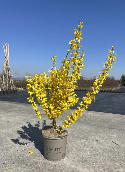 Dettaglio fiori dorati a quattro petali di Forsythia Weekend su ramo bruno