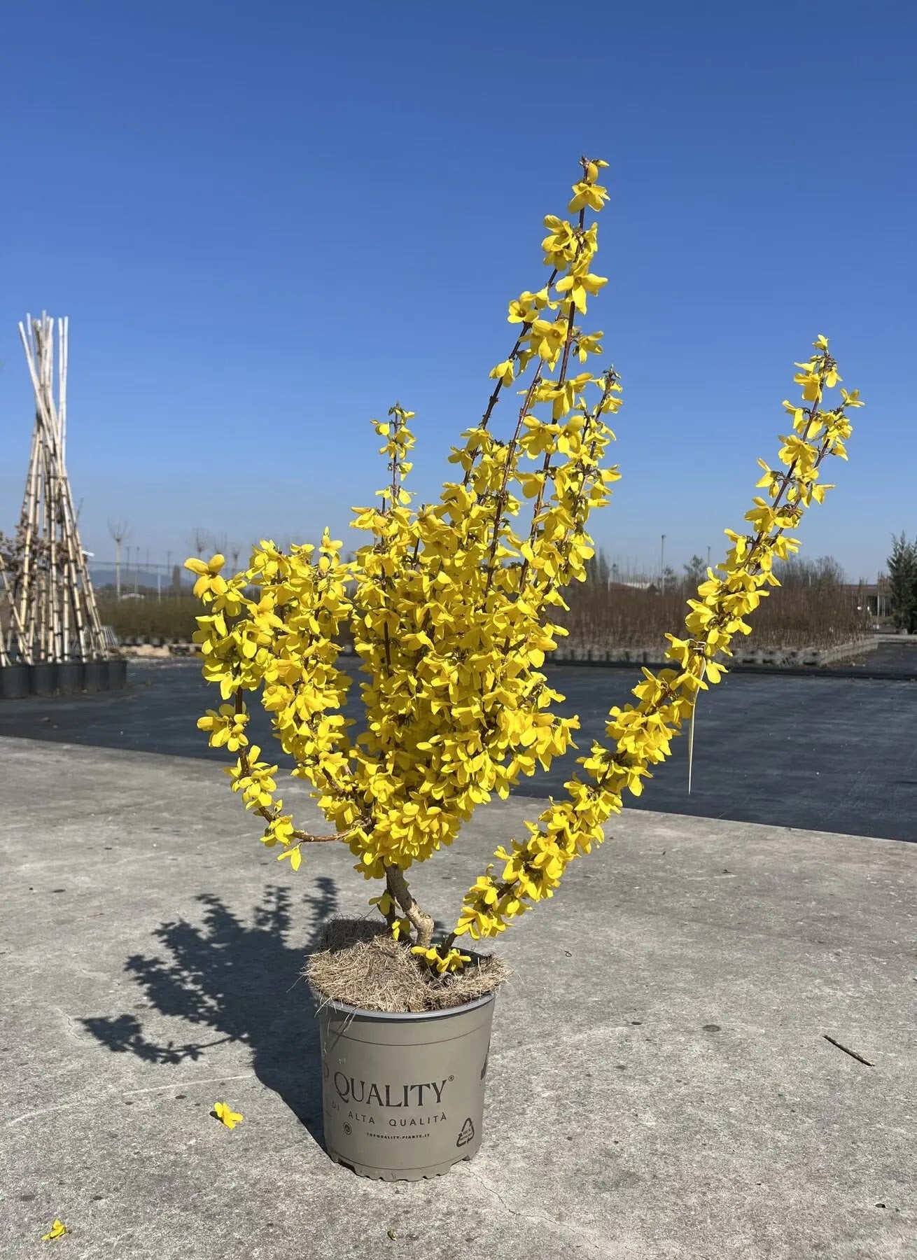Dettaglio fiori dorati a quattro petali di Forsythia Weekend su ramo bruno