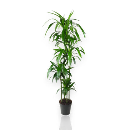 Dracaena fragrans Janet Craig in vaso con foglie verde scuro lucide disposte a rosette