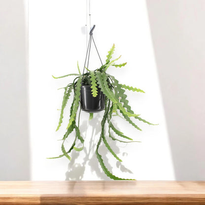 Epiphyllum anthonyanus