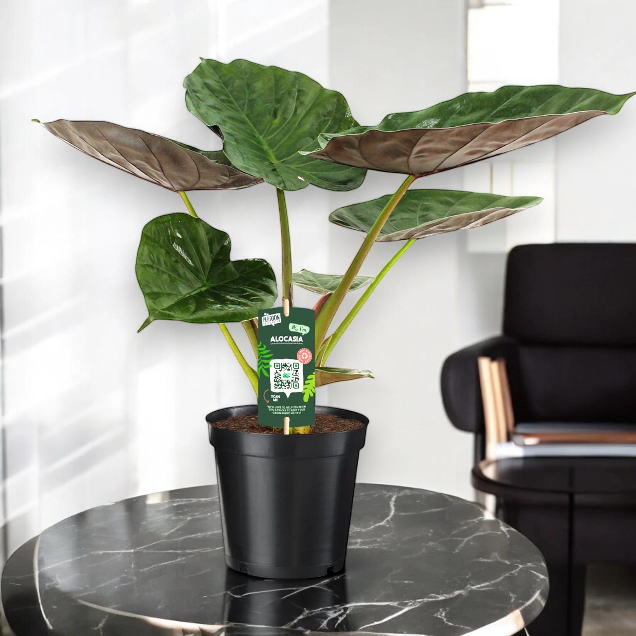 Alocasia 'Wentii'